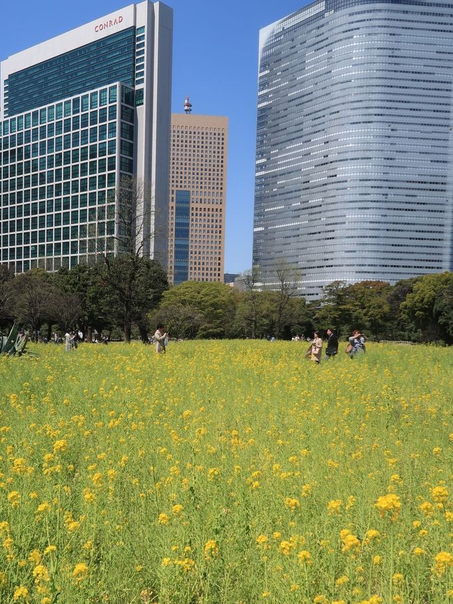 浜離宮恩賜庭園は、東京都中央区浜離宮庭園にある都立庭園である。<br />東京湾から海水を取り入れ潮の干満で景色の変化を楽しむ、潮入りの回遊式築山泉水庭。江戸時代に庭園として造成された。園内には鴨場、潮入の池、茶屋、お花畑やボタン園などを有する。もとは甲府藩の下屋敷の庭園であったが、将軍家の別邸浜御殿や、宮内省管理の離宮を経て、東京都に下賜され都立公園として開園。<br /><br />近年、かつて園内にあった複数の建築物の復元計画が進められており、2010年に松の御茶屋、2015年に燕の御茶屋の復元が完了した。2018年3月に鷹の御茶屋が復元される。<br />潮入の池 - 海水を引き入れ、潮の干満による眺めの変化を楽しむことが出来るようになっている。<br />中島 - 潮入の池の中央に位置する小さい島。<br />中島の御茶屋 - 中島にある休憩所。<br />松の御茶屋 - 潮入りの池の北東側にある茶屋。（利用不可）<br />燕の御茶屋 - 潮入りの池の北側にある茶屋。<br />三百年の松 - 江戸時代、徳川家宣が改修したときに植えられたと伝わる。東京都内最大の黒松。<br />お花畑 - 季節の花が咲きほこる。<br />桜 - 種類が多いため見頃が比較的長い。<br />他の樹木 - 松、ケヤキなど多種。園内には多くの大木が残されている。<br /><br />浜離宮恩賜庭園　ついては・・<br />https://www.tokyo-park.or.jp/park/format/index028.html<br />http://teien.tokyo-park.or.jp/contents/index028.html