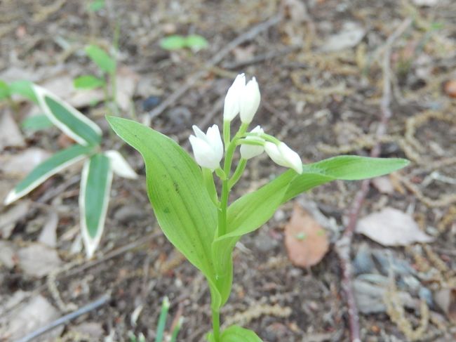 4月21日、午前10時半に自宅から約5キロの所にある多福寺へサイクリングで出発しました。　目的はここ数年調査している多福寺横の雑木林にあるキンラン、ギンランを求めてです。　ここではキンランよりもギンランが多く見つかりました。<br /><br />〇キンラン、ギンランは雑木林で見られる唯一のランです。　これらは絶滅危惧種とされています。<br /><br /><br />*写真は多福寺境内横の雑木林で見られたギンラン