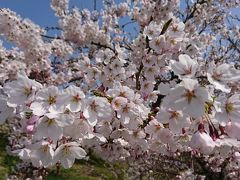 山形県の桜は、今が見ごろでした！　