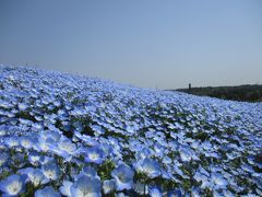 ネモフィラ満開&#127804;ひたち海浜公園へ