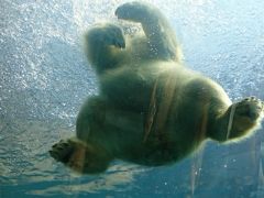 1804 円山動物園の新ホッキョクグマ館 ネコカフェも 札幌 北海道 の旅行記 ブログ By ちぽろさん フォートラベル