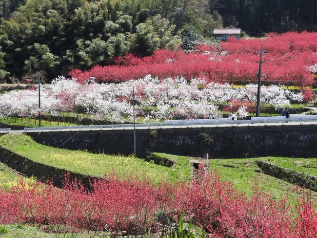 島根県の邑南羽須美町川角(かいずみ)集落。<br />山間部の小さな山村で、八十歳以上の高齢者が多く、その人たちが始めた村おこし。<br />村の休耕田に桃の花を植え、今では羽須美町役場だけでなく、青年団、ボランティアも含め、この時期にとてもきれいな花を咲かせる「天国に一番近い里」を作り上げています。
