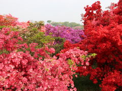 関東花めぐり（館林のつつじ、箕郷の芝桜、森林公園のネモフィラとポピー）