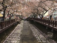 釜山・鎮海・ソウル桜巡り　その２・・・鎮海、慶和駅の桜と余佐川の桜