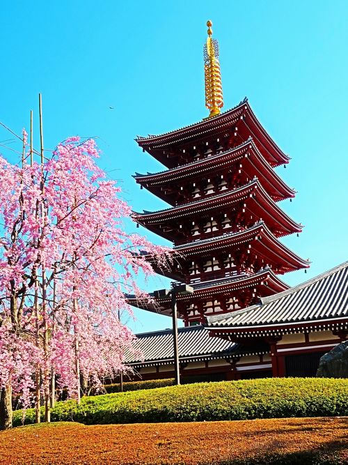 浅草1/2 金龍山浅草寺・その周辺 快晴爽快 ☆隅田公園に桜咲いて