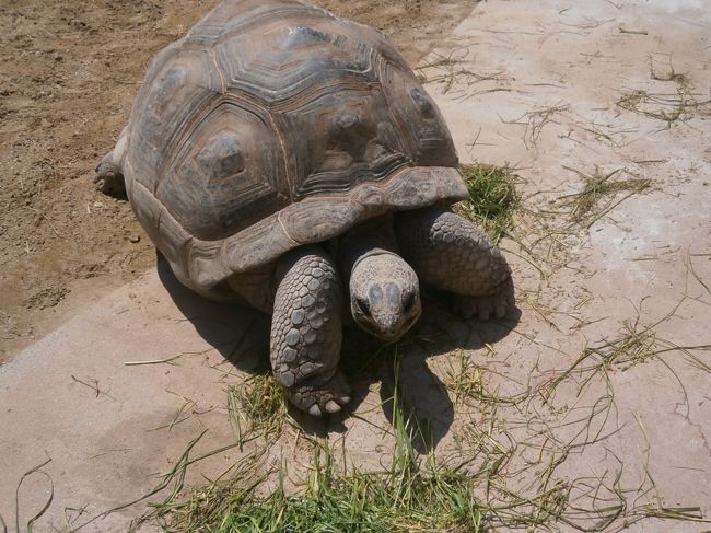  東山動物園の入場招待券をいただいたので、ひさしびりに訪れました。子どもがあまり動物に興味を示さないので、すっかり足が遠のいていました。<br /> <br /> 東山動植物園では2017年3月17日～5月6日まで春祭りがおこなわれており、いろいろなイベントが実施されたいます。