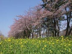 秋田 角館で桜を満喫………かな？