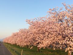 小布施ハイウェイオアシスの桜並木