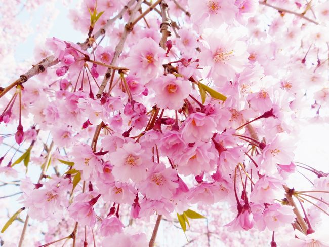 本当は朝ゆっくり起きて、日立方面へドライブしようと思っていたのですが、前日の桜開花情報を見ると、どうやら福島県辺りで満開の場所が多いらしい。<br />なので、ちょっとだけ早起きして、少し足を伸ばしてみました。