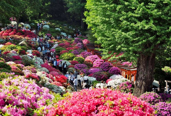 ベタですが根津神社のつつじ祭りに行ってきました。