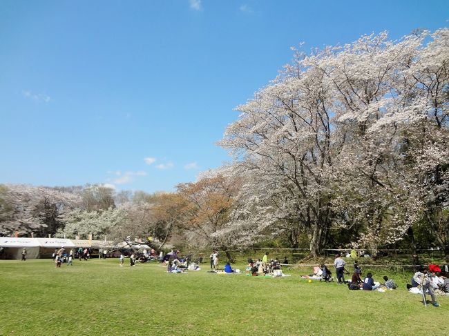 佐倉城は千葉県で唯一「日本100名城」に指定されている史跡。<br />佐倉は11万石の城下町として栄えた、歴史ある町です。<br /><br />現在では、佐倉城址は佐倉城址公園として整備されていて、佐倉市民の憩いの場として開放されています。<br />また、春には城内に50種1,100本の桜が開花し、多くの市民が花見を楽しんでいます。