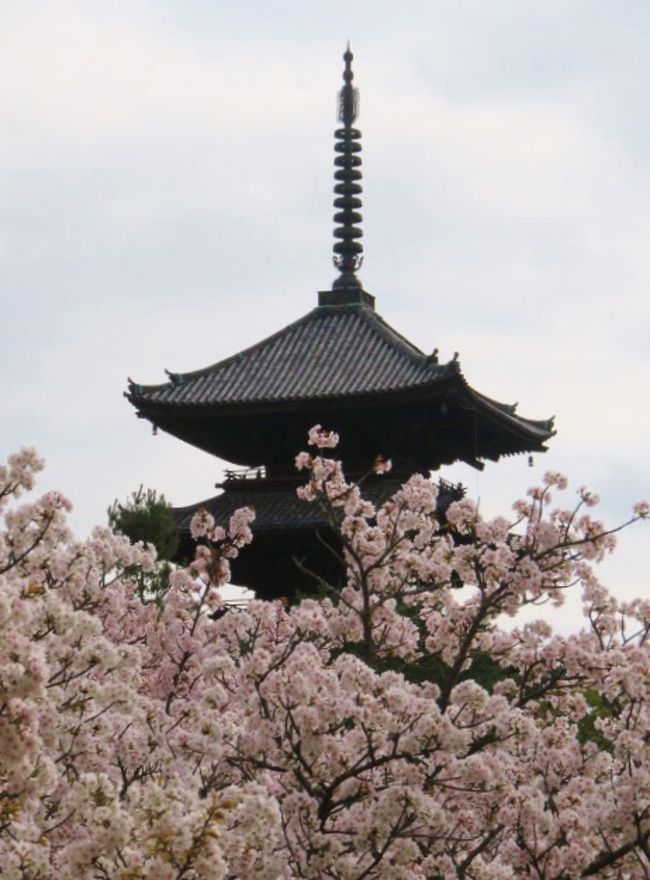 今年の桜はどこも10日ほど早く満開になりました。<br />京都の桜の中で遅咲きで有名な御室仁和寺の桜も例年よりも10日以上早く、4月2日には満開になりました。<br />満開の情報を知り、4月5日に出かけました。