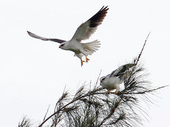 野鳥撮影記録・２０１８年４月石垣　パート１