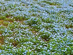 国営ひたち海浜公園3/6　ネモフィラ・早くも見ごろに　☆みはらしの丘一面を染めて