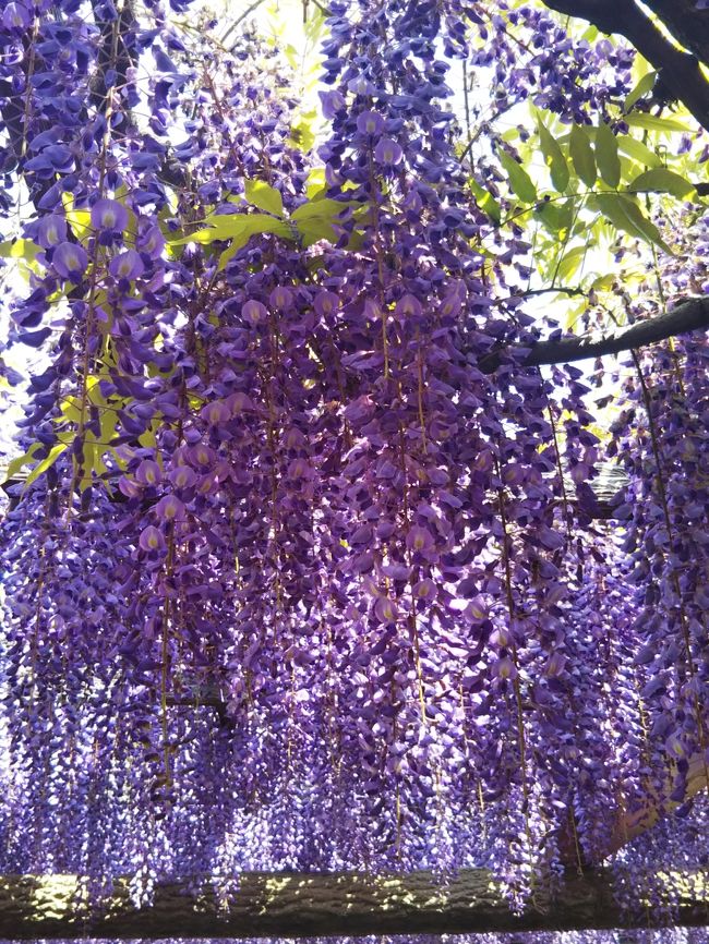 今年は全国的に桜の開花が早く、GWに東北の見頃の桜を求めて北上する旅が期待できそうにないので、その代替を探していました。<br /><br />藤やつつじがGWに良さそうだと思い色々と探していたときこの藤まつりのことを知りました。<br /><br />関西からは近いけどGWには行けないと思い、祭り開催前ではありましたが訪問してきました。<br /><br />こんなに沢山の藤を見るのは初めてでしたが満喫してきました。<br />藤棚が長く長く続くのが良かったです。<br />