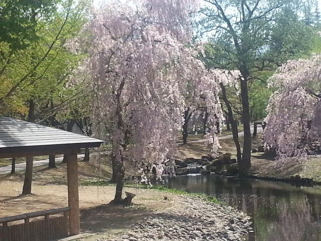 「四季を通して楽しむ湯沢」シリーズ、冬の楽しみに続いて今回は「春の芽吹き編」です。東京や大都会に住んでいるとどうしても四季の変化に鈍感になってしまいますが、湯沢のような土地では実にドラスティックに四季が巡っていきます。ほんの半月前に雪に埋もれていた公園に桜が咲き誇り、人々は春の山菜を求めて山に入ります。当地では桜を始め、多くの春の花がGW頃に咲き誇るのですが、今年はどうもほとんどの開花が前倒しになりそうです。時間のある方はお早めに訪問されることをお勧めします。