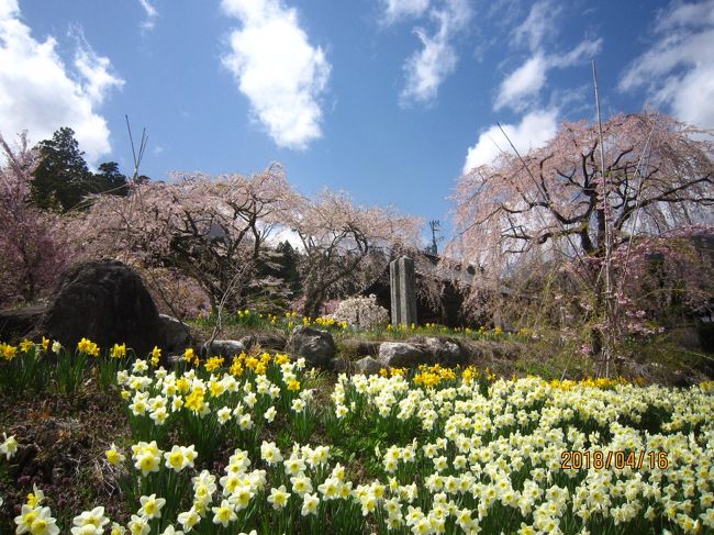 今年の桜は開花が早く、高藤でも４日に開花宣言してしまい楽しみにしていた桜はすでに葉桜。<br />でも、最後に見学した光前寺の枝垂桜が満開で水仙の花も咲いていて綺麗でした。<br />新宿から特急かいじ号に乗り甲府で下車、武田神社で参拝した後<br />満開の桜を期待して旅はスタートしました。<br />往路は茅野駅から特急あずさ号で新宿へ<br /><br />クラブツーリズムツアー　￥２７９００　