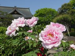 恩林寺のボタン_2018_前々日の雨にも負けず、綺麗に咲いています。（群馬県・邑楽町）