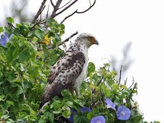 野鳥撮影記録・２０１８年４月石垣　パート２