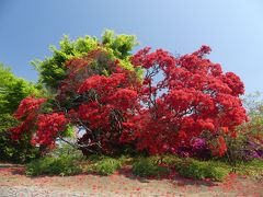 つつじが岡第二公園のツツジ_2018_例年よりもだいぶ早く、見事に咲き揃っています。（群馬県・館林市）