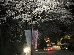 釜山・鎮海・ソウル桜巡り　その３・・・　鎮海の桜とタルマジキルの夜桜