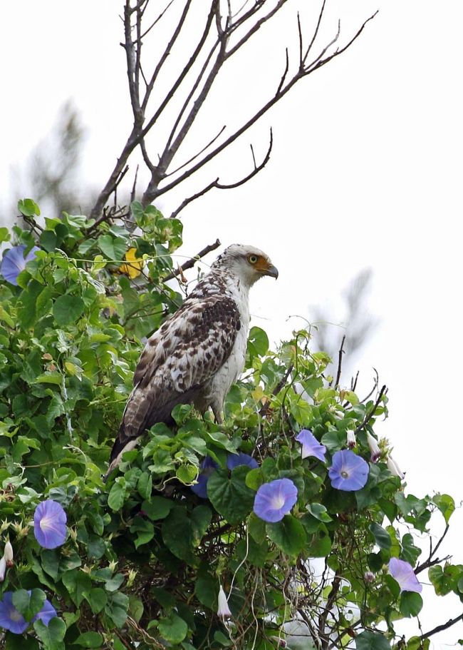 二日目は現地野鳥ガイドの案内で島内を回りました<br />昨年もお願いしてその実力は承知しているつもりでしたが改めてガイド能力の高さに感心しました<br />前日に見つけられなかったアカショウビンも何ヶ所かで見つけてくれました<br />もちろんカンムリワシなど他の野鳥も盛り沢山でした<br />時系列で掲載していきますので同じ種類の野鳥が何度か出てきます