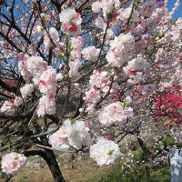 日本一の桃源郷・阿智村月川温泉の花桃と信州木曽の旅