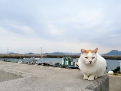 【2018年4月】香川県うどん旅(2)フェリーで男木島、そして栗林公園へ