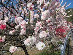 日本一の桃源郷・阿智村月川温泉の花桃と信州木曽の旅