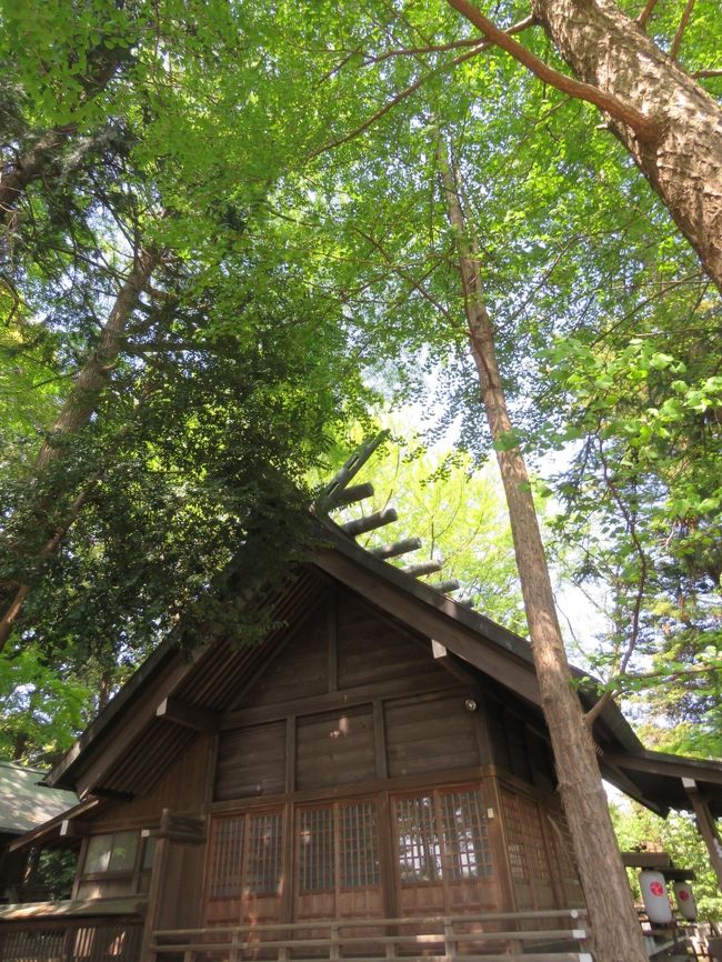 4月21日、午後1時過ぎに多聞院の隣にある神明社を訪問しました。 正月にはかなりの初詣客が参ってかなり賑わうところですが、その他の時はとても静かなところです。 この日は月の原・花の小径を歩いた後に訪問しました。 神明社の後ろには大きな銀杏の木があり新緑で輝いていました。参道の両脇にも大きな木があり、木陰が出来ていてベンチで涼しく過ごすことが出来ました。<br /><br /><br />*写真は新緑に覆われた神明社