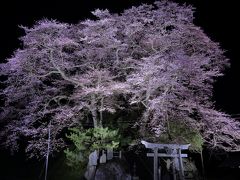 2018・04　福島・宮城の桜を見に行こう　1