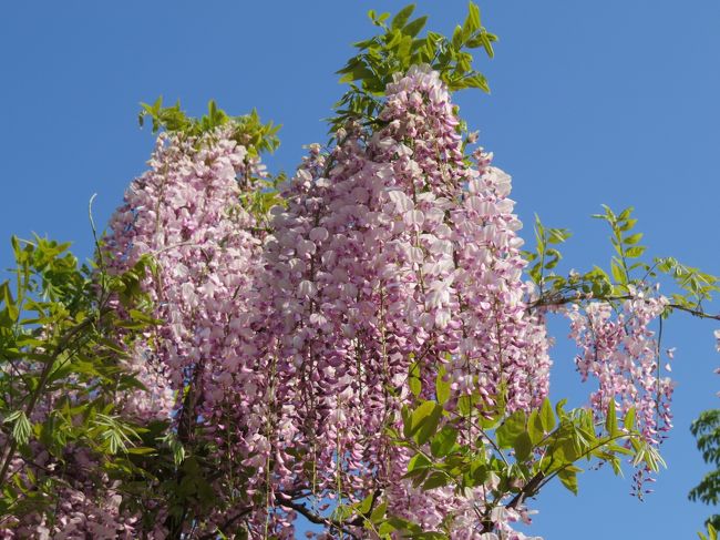 日比谷花壇　大船フラワーセンター　（その２）　藤の花