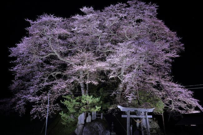 丁度仕事がひと段落したので、<br /><br />リフレッシュ休暇と妻の休職のお祝いを兼ねて、<br /><br />なかなか行けなかった、福島県・宮城県の桜を見てきました。<br /><br />今年の桜は少々早かったので丁度見頃の桜を見て回りました。<br /><br />2018・04・05～13　9日間の旅。<br /><br />とても綺麗な桜でした。<br /><br />