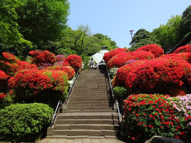 今年はツツジも例年より早く咲き始めました。<br />川崎市の「ツツジ寺」として知られている「神木山等覚院（しぼくさんとうがくいん）」には様々な種類のツツジが2000本ほど植えられています。例年なら4月中旬から5月上旬まで長く花を楽しめるのですが今年は一斉に開花し、多くの種類の花が同時に見頃になっていると聞き、見に行ってきました。<br />