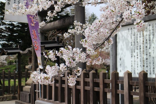 関東以西では、あっけなく終わってしまった今年の桜、見ごろが早く予定が狂ってしまったが・・・<br />例年、東北地方は、角館や弘前をはじめ多くの場所で楽しめる。<br />今年は、米沢と山形を訪ねる。いずれも、それほどメジャーではないので、人出も少なく、静かに楽しめる。<br />ちょうど見ごろを迎えていたが、春霞？のようで、青空に恵まれなかったのは残念（時間が悪いのだが・・・）<br />行程　山形新幹線で米沢→上杉神社→笹野観音堂→米沢駅→山形駅→霞城公園→山形駅から山形空港、羽田着<br />上杉神社、笹野観音、霞城公園などを中心に・・・