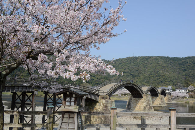 山口県、島根県、鳥取県の「さくら名所１００選」、５ケ所を訪ねる。<br />天気にも恵まれた総走行距離１２００ｋｍ、満開のサクラを満喫出来た２泊３日のドライブ旅です。<br /><br />宇部市・ときわ公園で花見を楽しんだ後、次の「さくら名所１００選」岩国市・錦帯橋に向かう。　<br />ところが、山陽道・岩国ＩＣから、国道２号線に出たところで、大渋滞！　<br />たかだか４ｋｍ程の距離なのに、なんと、１００分近く時間がかかった。<br />ホテルの受付の人曰く<br />「サクラの満開と日曜日が重なるこの時季、いつも渋滞します。岩国ＩＣから３時間以上かかったお客さんもいますので、１時間半なら、良かったです」と慰められる。<br />今宵の宿は、「岩国国際観光ホテル」。<br /><br />ライトアップされた錦帯橋も楽しみ、翌日はロープウェーで岩国城へ。<br /><br />・錦帯橋<br />　錦帯橋は国指定の名勝であり、日本を代表する木造橋です。橋の長さは、橋面に沿って210メートル、直線で 193.3メートル、幅は5メートル、橋台の高さは6.6メートル。巻きガネとカスガイを使った「木組みの技法」で造られています。反り橋の構造は精巧かつ独創的で、現代の橋梁工学からみても非の打ちどころがないと言われています。春は桜、夏は鵜飼いや花火の夜景、秋は城山の自然林の紅葉、冬は雪化粧と、「錦」の名の通り、四季折々の色彩豊かな景観が楽しめます【岩国旅の架け橋より】<br /><br />・岩国城<br />　初代藩主吉川広家によって建てられた、桃山風南蛮造りの立派な山城。実は、一国一城制により築城後たった8年で取り壊されてしまい、現在の城は1962年に復元されたもの。天守閣にある展望台からの見晴しは絶景！瀬戸内海の島々や四国までが一望できます【岩国旅の架け橋より】<br /><br />・錦帯橋　入橋券　　　　　３００円（往復）　　　　　<br />・岩国城ロープウェー　　　５５０円（往復）　　　<br />・岩国城　天守閣入場料金　２６０円　　　　　　　<br />　　＊セット券（錦帯橋・岩国城ロープウェー・岩国城のセット）　９４０円<br /><br />・岩国旅の架け橋（岩国市公式観光Webサイト）のＨＰ<br />　　　http://kintaikyo.iwakuni-city.net/　　　　<br /><br />・岩国国際観光ホテルのＨＰ<br />　　　http://www.iwakunikankohotel.co.jp/