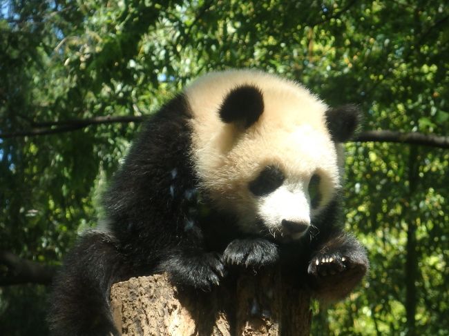 3月に訪れた際に上野動物園の年間パスポートを買ってしまった私。<br />４月はシャンシャン強化月間！ということで、短い時間ではあるけれど3回も通ってしまった（笑）それに上野動物園には2017年10月生まれの小さくて可愛いゴリラの赤ちゃんがいる。愉快なゴリラの家族の様子を観察するのがとにかく面白いのです^^<br /><br />シャンシャン整理券の平日の混雑は2、３月より緩和されたようだけど、それでも休日は混雑し、早めの時間に整理券配布終了しているよう。<br />しかし、最近のシャンシャンは屋外運動場の木がお気に入り。ここのてっぺんに登っている時は、整理券の必要がないリーリーのいる運動場前からでも、その姿を眺めることができました。<br /><br />そんな４月の上野動物園の動物達の様子をまとめてみました。パンダ、ゴリラ、ホッキョクグマ、マレーグマなど東園の一部しか見ていませんが、よろしければご覧ください～！<br />（直近で行った日を旅行日にしてあります）