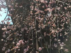 春よ、来い！ 湯島の梅まつり
