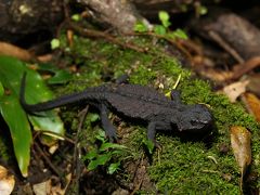 奄美大島0泊2日(4回目) アマミイシカワガエルの繁殖期に再訪！イボイモリも初見初撮り！