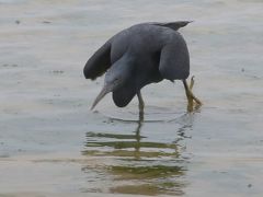 野鳥撮影記録・２０１８年４月石垣　パート３