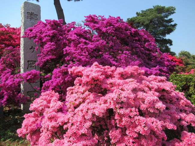 つつじが岡公園のつつじを知ってから、色々調べていたら、<br />テレビで館林特集を見ました。<br />ＧＷに行こうかと思っていたのですが、<br />今年はお花のすべてが例年よりも早く見頃を迎えているとのこと。<br />で、行ってきました。<br />朝早くから、ゆっくりと満開の躑躅をみてきました～。