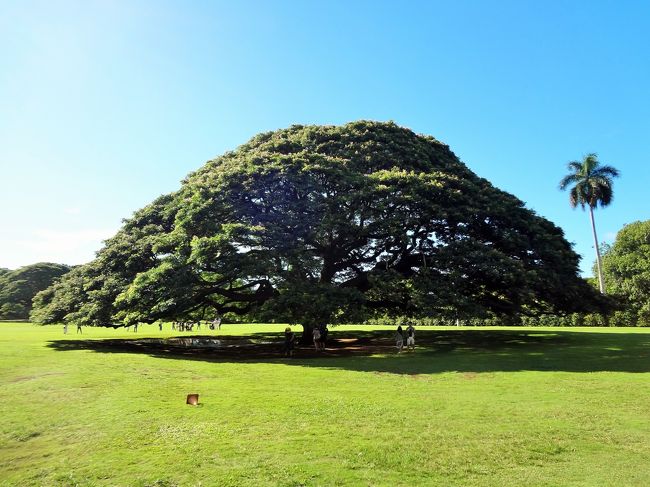 10月に妹が入籍し、ハワイで挙式を挙げることになったので、親族揃ってハワイへ行ってきました☆<br />また、私も婚約していたので、私の婚約者も一緒に同行し、婚前旅行を楽しんできました。<br /><br />私にとっては生まれて初めての海外旅行。<br />３泊５日の短いスケジュールでしたが、初めてのハワイを満喫してきました(^^)/<br /><br />当方（新婦側）の列席者は、父、母、私、私の婚約者の計４人。<br />相手方（新郎側）の列席者は、母、伯父、伯母、従兄弟の計４人。<br />（ホテルや航空機は、新郎側と新婦側とで別々でした。）<br /><br />この旅行の記録は、６冊に分けてまとめています。<br />（下記行程の◆が、本旅行記の該当部分です。）<br /><br />《１日目》<br />◇成田→→→ホノルル<br />◇アラモアナセンター<br />◇Ｔギャラリア ハワイ by DFS<br />◇ロイヤルハワイアンセンター<br />◇シェラトンワイキキ(泊)<br /><br />《２日目》<br />◇ビルズ（bills Hawaii）<br />◇ワイキキビーチ散策<br />◇挙式・レセプションパーティー＠The Terace By The Sea<br />◇シェラトンワイキキ(泊)<br /><br />《３日目》<br />【JTB限定】オアフ島一周観光ツアー<br />◆タンタラスの丘展望台<br />◆モアナルア・ガーデン<br />◆マカデミア・ナッツ・ファーム<br />◆ハレイワビーチ<br />◇ハレイワ散策<br />◇ソープファクトリー<br />◇ワイアルアコーヒー<br />◇ドール・プランテーション<br />◇クカニロコ・バースストーン<br />◇ワイキキビーチ散策<br />◇シェラトンワイキキ(泊)<br /><br />《４日目・５日目》<br />◇シェラトンワイキキ<br />◇ホノルル→→→成田