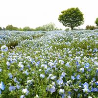 2018年4月 埼玉日帰り旅行♪いちご狩り♪ネモフィラとポピー♪温泉♪