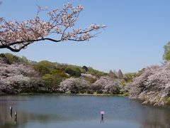 三ッ池公園のさくら図鑑　冬桜、早咲きから遅咲きまで