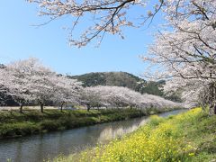 西伊豆・松崎へ桜を見に行ってみました