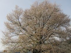 三年ぶりの家族旅行！桜探して北信州へ