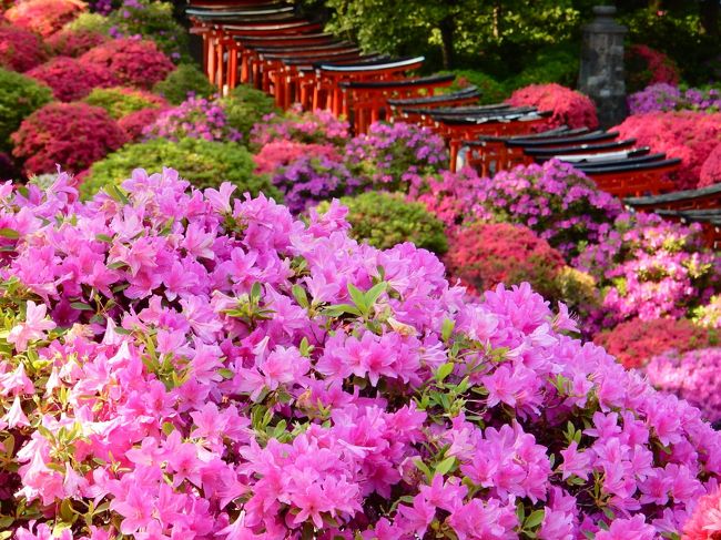 　桜の花が終わり、チューリップが咲き、あっという間に「ツツジ」が咲く頃となりました。ツツジと言えば東京・文京区の根津神社が良く知られており、晴れた日の午後,行ってきました。<br />ここのツツジは、徳川六代将軍家宣の生れた屋敷地であった時に植えられたのが起りで、300年以上の歴史があり、数10種、約2000株があるという。