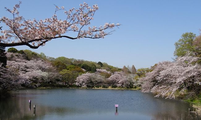 三ッ池公園の桜は日本さくらの会によって「さくら名所１００選」に選ばれている神奈川でも屈指の桜の名所だ。<br />名前の通り、三つの池の周りに、78品種およそ1600本の桜が少しずつ時期をずらして花を咲かせる。<br />昨冬の冬桜から今年の八重桜まで、長い期間さくらを堪能できた。<br /><br />１２月２日　冬桜 <br />２月１５日　寒桜<br />３月１２日　修善寺寒桜 、オカメ、河津桜、大寒桜<br />３月２３日　越の彼岸桜、横浜緋桜、江戸彼岸桜、染井吉野、枝垂れ染井吉野<br />　　　　　　紅枝垂、大島桜<br />３月３１日　染井吉野、横浜緋桜、岸根公園の横浜緋桜、薄重大島、関山<br />　　　　　　大島桜、白妙、紅枝垂れ、入江川せせらぎ緑道の染井吉野<br />４月１０日　関山、普賢象、紅華、松月、紅笠、カーボン山の関山　　　　　<br /><br />