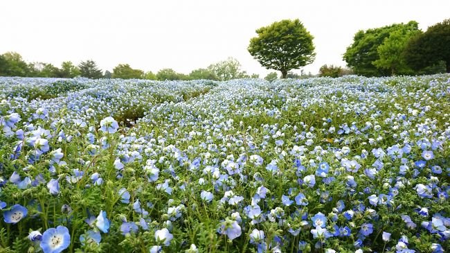 4月の平日。<br />いちご狩りでお腹いっぱいになりたくて、予約をして越谷いちごタウンへ行って来ました。<br />想像以上に広くて種類もたくさん！おいしく楽しめました(^O^)<br /><br />そして、その後武蔵丘陵森林公園へ。<br />今しか見ることができないネモフィラとポピーの花畑を見てきました。<br />久々に坂道をサイクリングしたので、いい運動になりました。<br /><br />越谷いちごタウン～武蔵丘陵森林公園～花和楽の湯