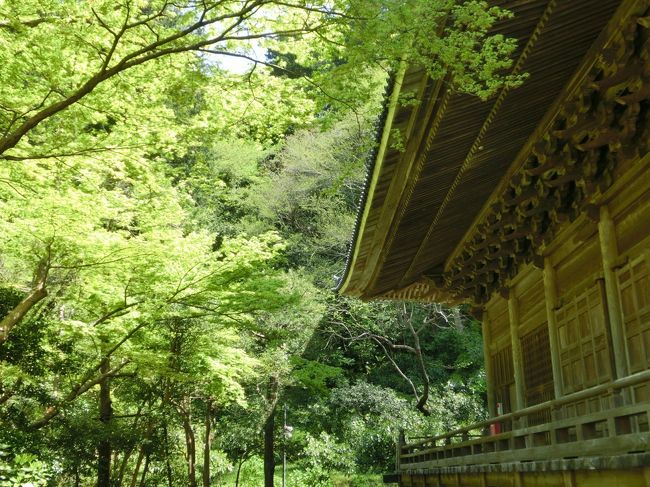 新緑の季節です。<br />緑が多い鎌倉のお寺ですが、この季節に訪れていと思うのが妙本寺。<br />駅から近かったということもありますけど。<br /><br />そういえば、この日は「花まつり」の日でした。<br />お釈迦さまの誕生日。<br />鎌倉のお寺では、年に一度「甘茶」が振舞われることを思い出しました。